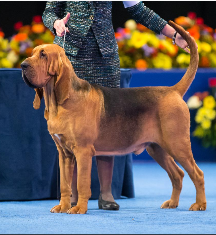 NDS 2014 Best in Show Winner: Nathan the Bloodhound